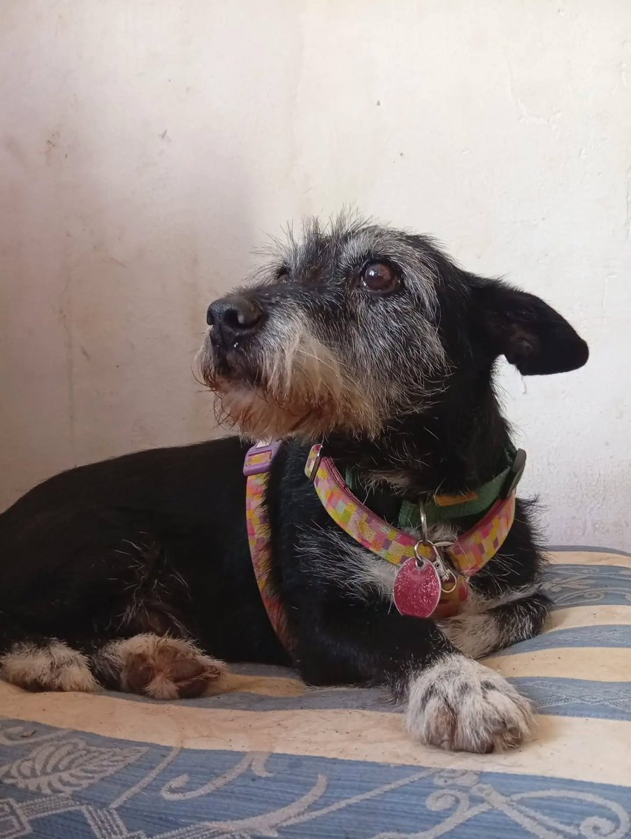 SosAbuelos1's tweet photo. (#Menorca) #IslasBaleares
#SIMBA (12 años) y #BYRON (14). Son padre e hijo, buenos y nobles

Están en acogida, pero a partir del 8 de diciembre su familia tendrá que viajar y necesitamos encontrarles acogida unos 40 días

WhatsApp 633 892 699 // ☎️ 971 484 666 https://t.co/7V0WvbB2zr