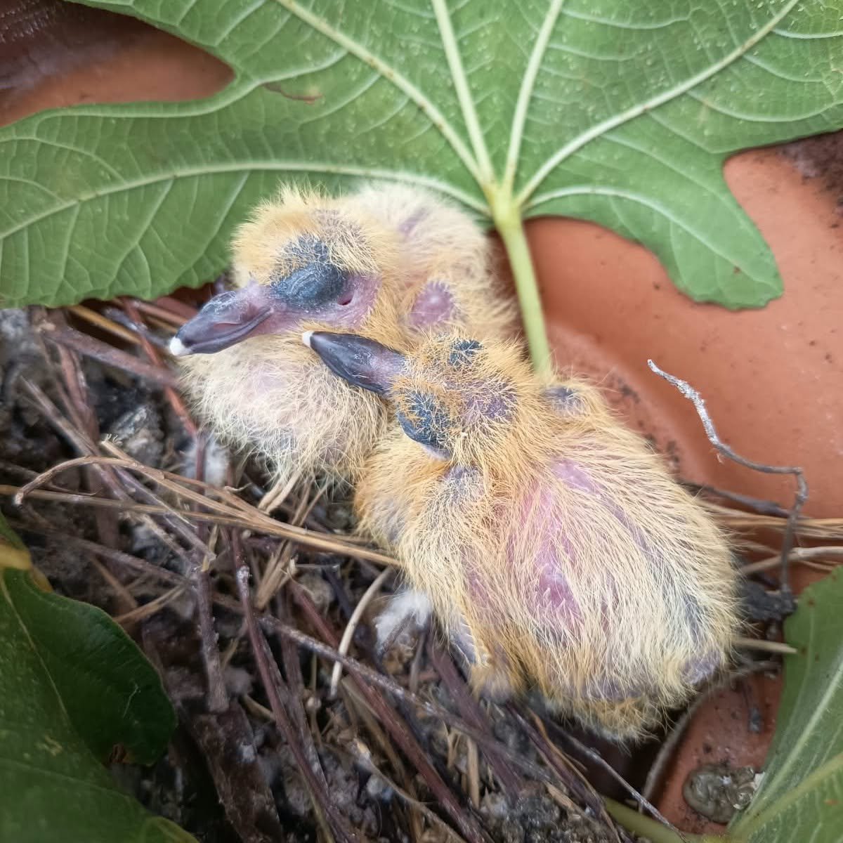 OipaTreviso's tweet photo. #26ottobre #Piccioniamo #avifauna #animalrescue #Treviso #Veneto #protezioneanimali #volatili #birdrescue #piccioni👉https://t.co/b2SThKz1eI #birdwatching #birdphotography #sos #emergenza #BirdsUp #Birdland https://t.co/P6oWM6IzBy https://t.co/geqSOOqu67