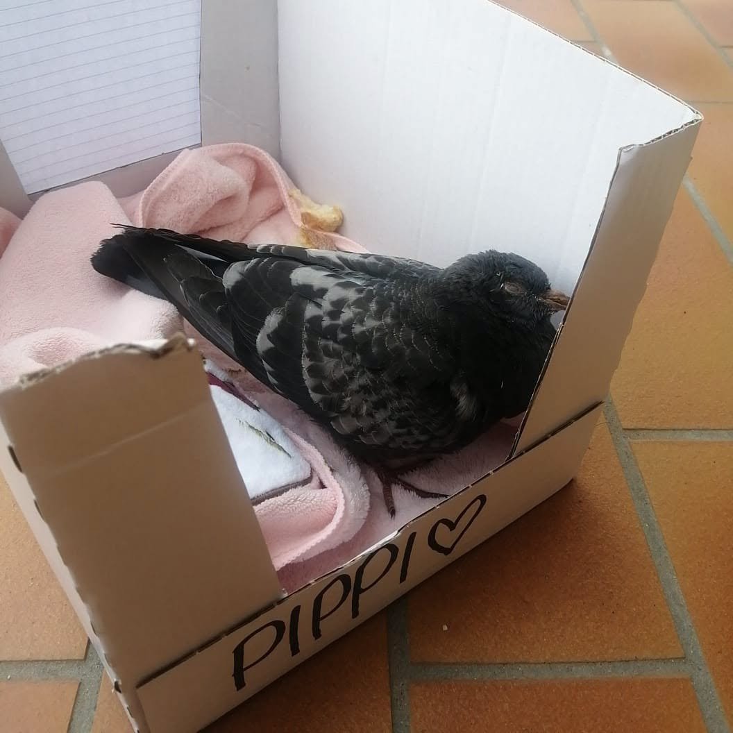 OipaTreviso's tweet photo. #26ottobre #Piccioniamo #avifauna #animalrescue #Treviso #Veneto #protezioneanimali #volatili #birdrescue #piccioni👉https://t.co/b2SThKz1eI #birdwatching #birdphotography #sos #emergenza #BirdsUp #Birdland https://t.co/P6oWM6IzBy https://t.co/geqSOOqu67