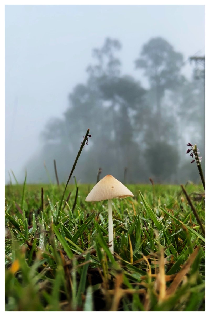 Donald_G_Redman's tweet photo. Mushroom Monday!
“If only one could tell true love from false love as one can tell mushrooms from toadstools.”

—Katherine Mansfield https://t.co/6ms0HLwpgS