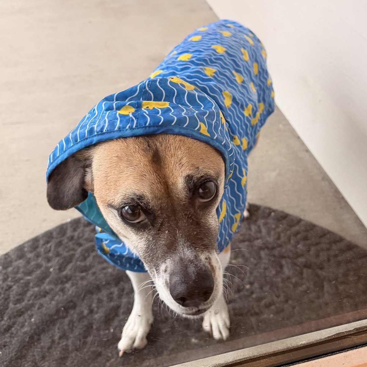 _PatrickSutton's tweet photo. Not a fan of the rain https://t.co/TED9Tf21Xh