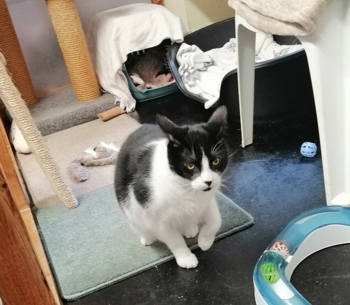 animalswilmslow's tweet photo. Several more happy updates to share! 🎉🏠❤  ✅ Carl is now RESERVED. ✅ Spiro is now RESERVED. ✅ Letitia has left us for her new home. https://t.co/kUM8cfbHLs