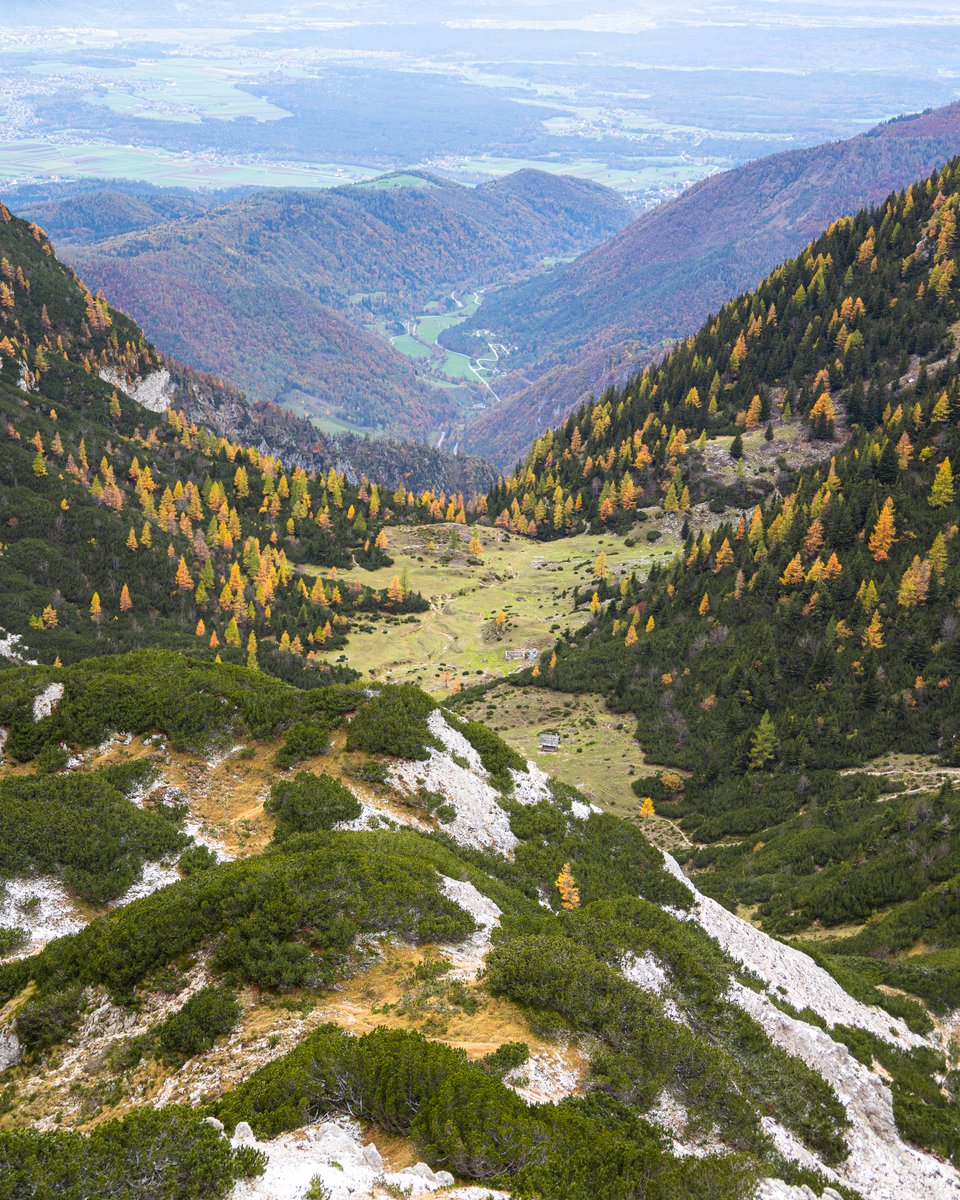SloveniaInfo's tweet photo. 🍂💛 Autumn paints Slovenia’s mountains in golden hues!

The golden larches turn the alpine landscape into a breathtaking autumn masterpiece. 🍁🏔️

Have you experienced this golden magic in Slovenia? 💚

#ifeelsLOVEnia #Slovenia #GoldenAutumn

Photos by @vvessnna https://t.co/qhCc256Z1I