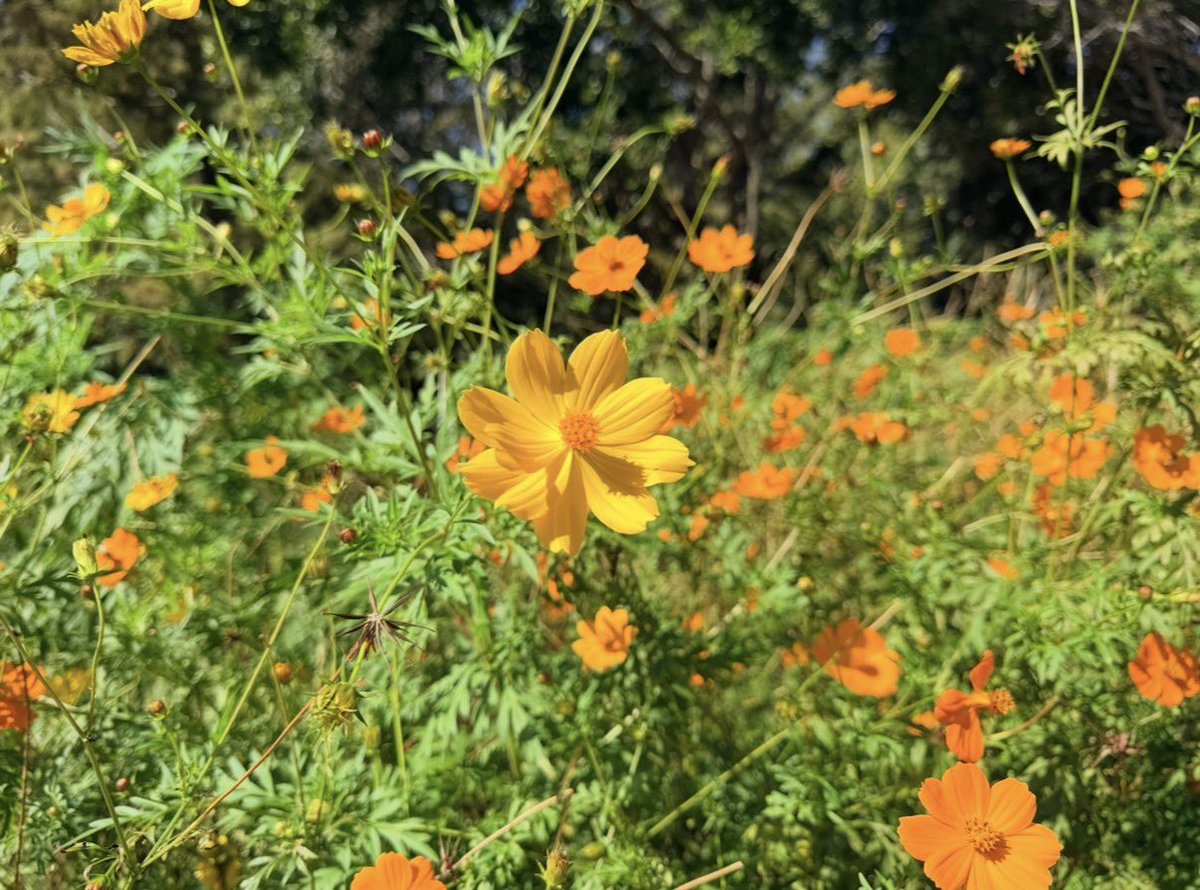 realannapaulina's tweet photo. Afternoon Stroll https://t.co/JkyJTtS3ay