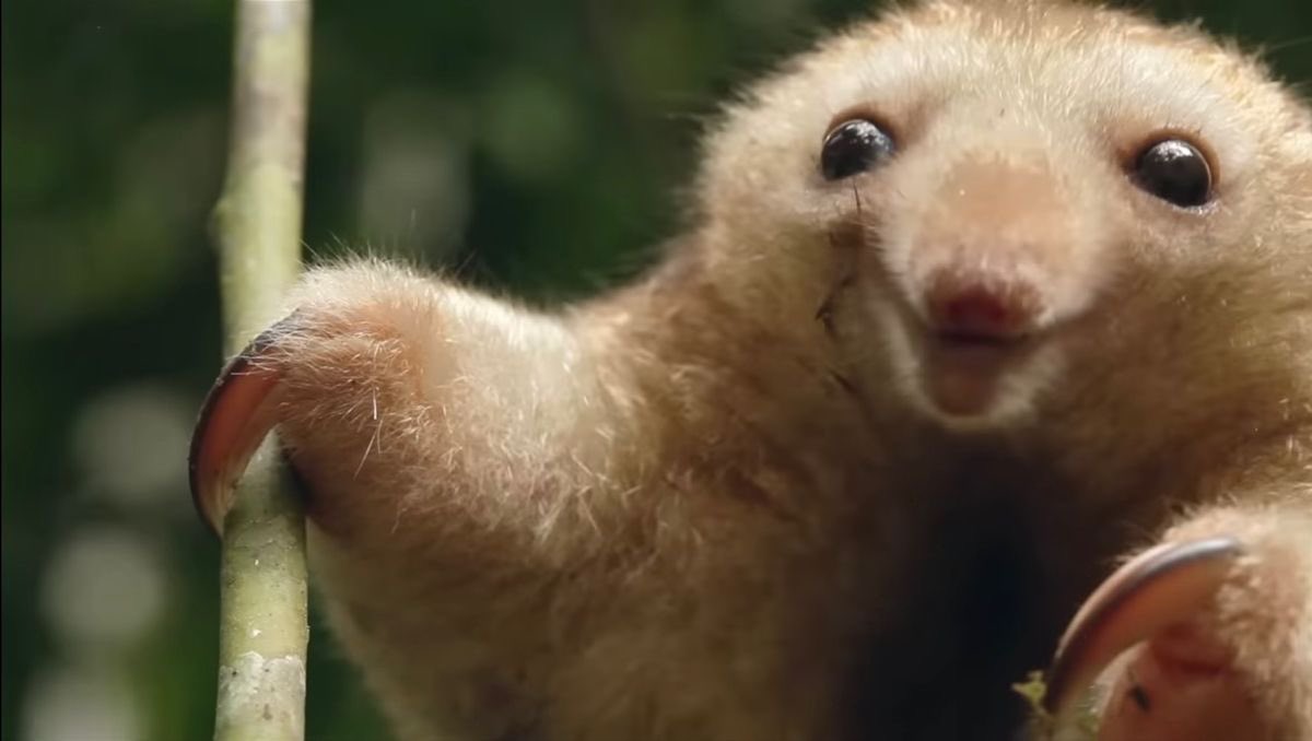 sealulu_'s tweet photo. the very cute and gentle silky anteater !!!! they are the smallest species of anteater and live in the rainforest canopies of central and south america. https://t.co/J1Vt10OQqw