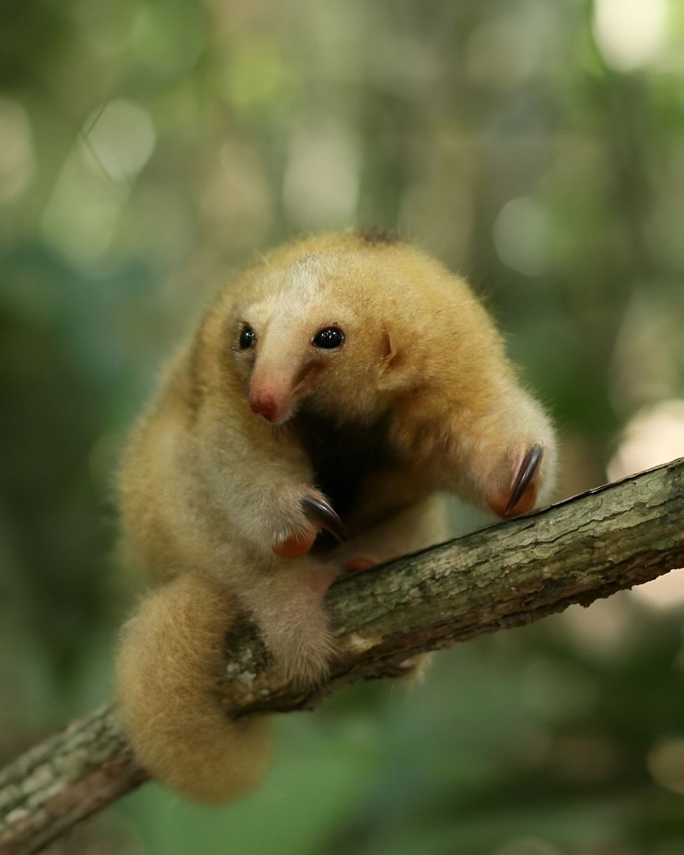 sealulu_'s tweet photo. the very cute and gentle silky anteater !!!! they are the smallest species of anteater and live in the rainforest canopies of central and south america. https://t.co/J1Vt10OQqw