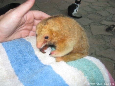 sealulu_'s tweet photo. the very cute and gentle silky anteater !!!! they are the smallest species of anteater and live in the rainforest canopies of central and south america. https://t.co/J1Vt10OQqw