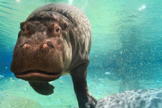 tothemoon421742's tweet photo. I may of found the next GENNY runner.

There is a hippo named "Genny" from adventure aquarium going insanely viral with millions of views in the last 2 days.

Its so cute and is getting memed so hard in the comments.

https://t.co/GYDbftF0Kw https://t.co/wYzrZhfBJB