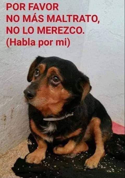 GRamirezF_D12's tweet photo. #NoAlMaltratoAnimal https://t.co/uurp1TJhgN