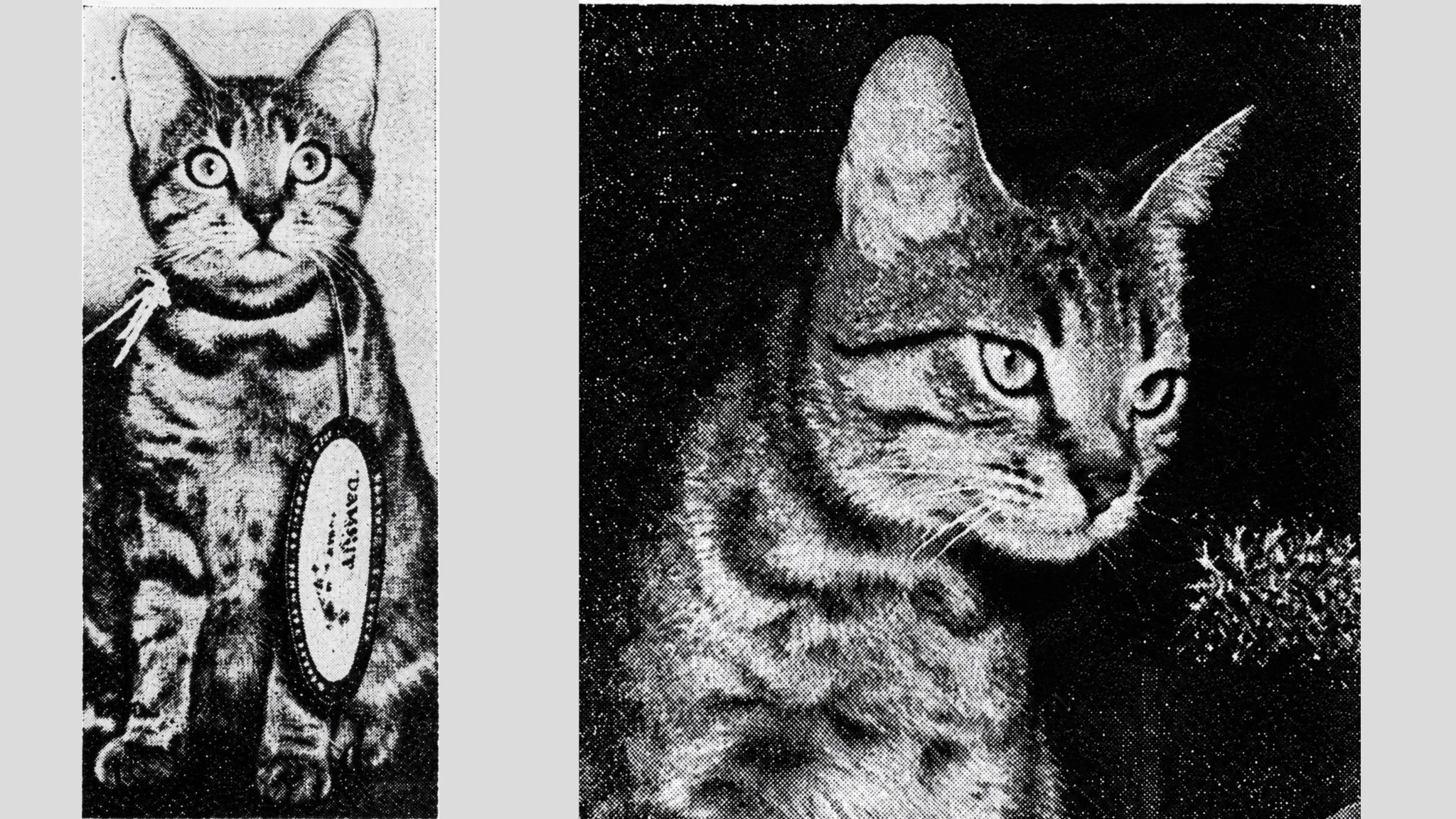 Cats in the Navy on X: 