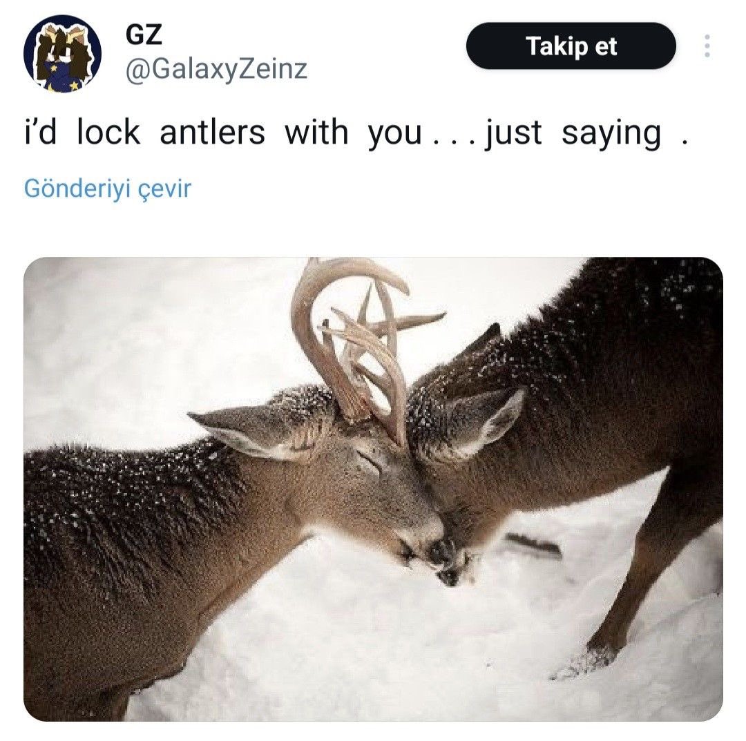mistynatparty's tweet photo. do you think they locked antlers https://t.co/uczmOQVy4t