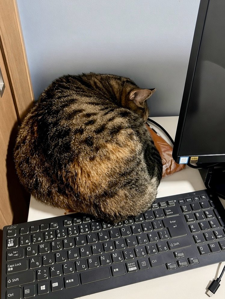 7zfg56's tweet photo. どこで寝てるの〜🐱 https://t.co/itLKfjPSrM