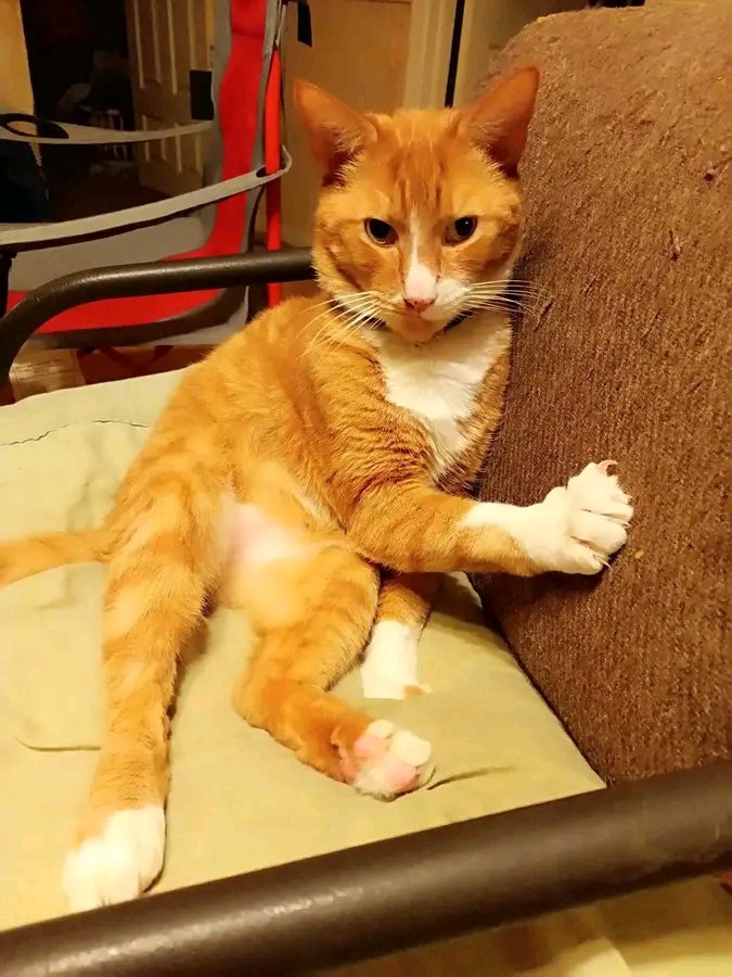 Mahi1213_'s tweet photo. Today our dear sweet Ali went over the pet rainbow say a blessing for Ali he was a good cat of all 10 years sadly missed forever https://t.co/eMn21NIvPe