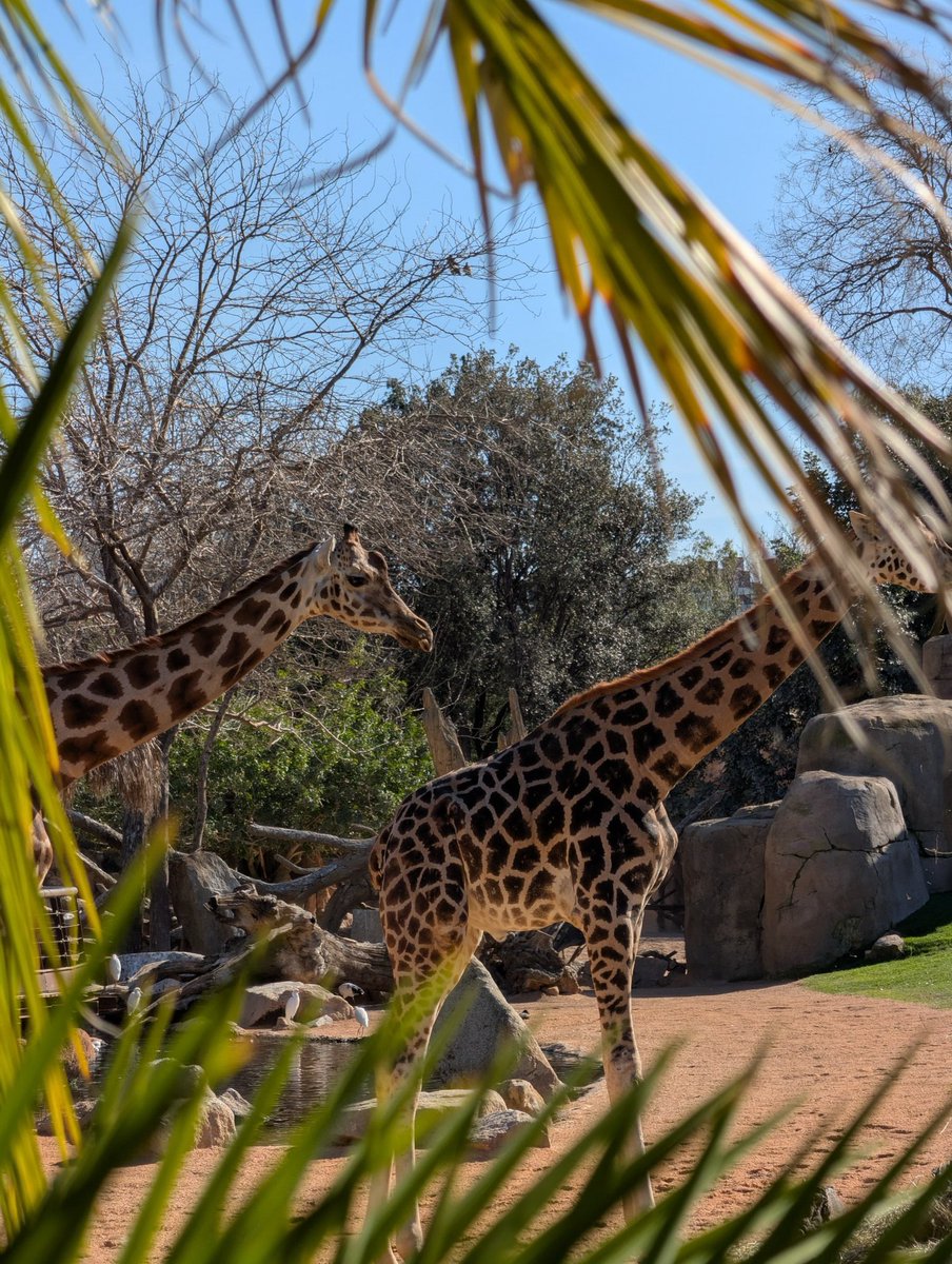 m_11070's tweet photo. Valencia through the lens of the iPhone 18 Pro Max 📷 https://t.co/Y9RAQT29pM