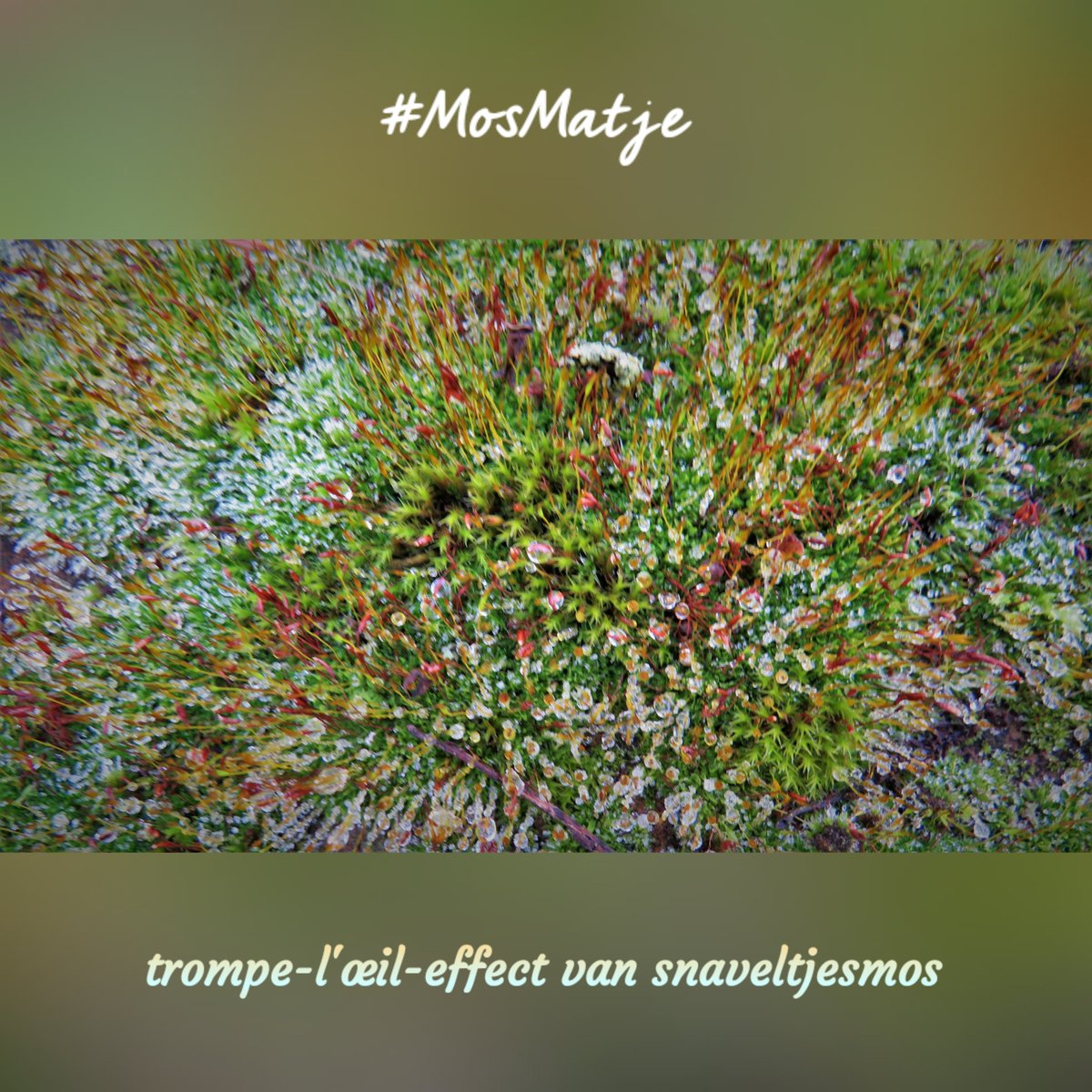 inja5248's tweet photo. #photochallenge #Fot_O_ktober
initiatief van @jolandabrwr

#dag25  thema #MosMatje 
in het verleden experimenteerde ik weleens met fotograferen trompe-l'œil-effect van snaveltjesmos
"de wonderlijke wereld van mossen en korstmossen" https://t.co/rfTnb81TDG