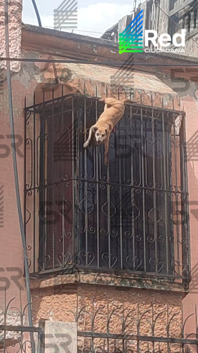 laredcincoradio's tweet photo. 🚨🐶 || Redescuchas solicitan apoyo urgente para rescatar a un perrito que, según el reporte ciudadano, se encuentra colgado en Privada 6 Oriente D, 2028-1, en la colonia Jazmín, junta auxiliar de San Jerónimo Caleras, Puebla. Piden la intervención de las autoridades y de Protección Animal para salvaguardar la vida del ejemplar. @PCGobPue @DIBAGobPue