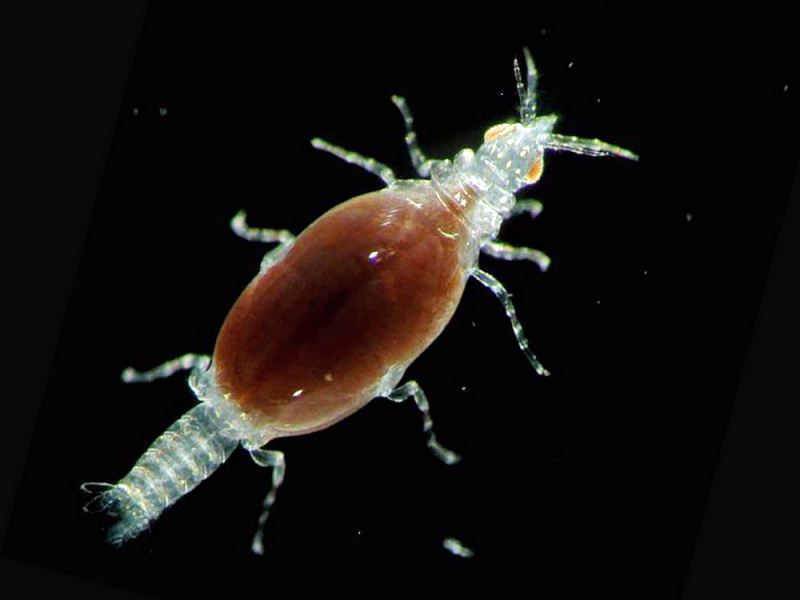 MantisMan20's tweet photo. marine isopods are really something huh https://t.co/OknZd704rs