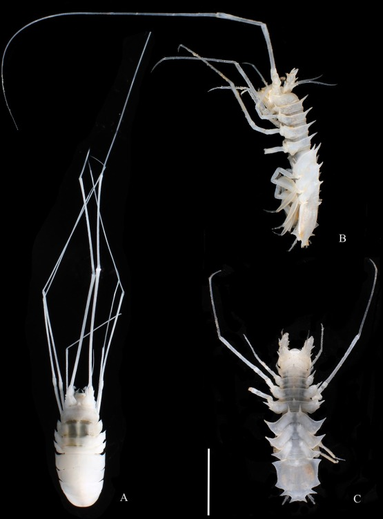 MantisMan20's tweet photo. marine isopods are really something huh https://t.co/OknZd704rs