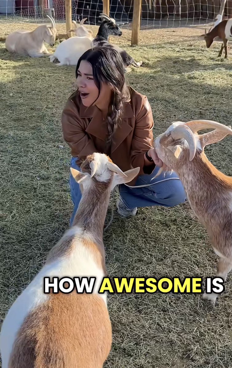 notnolannn's tweet photo. Lisseth petting a sheep https://t.co/Bql6eKDit2