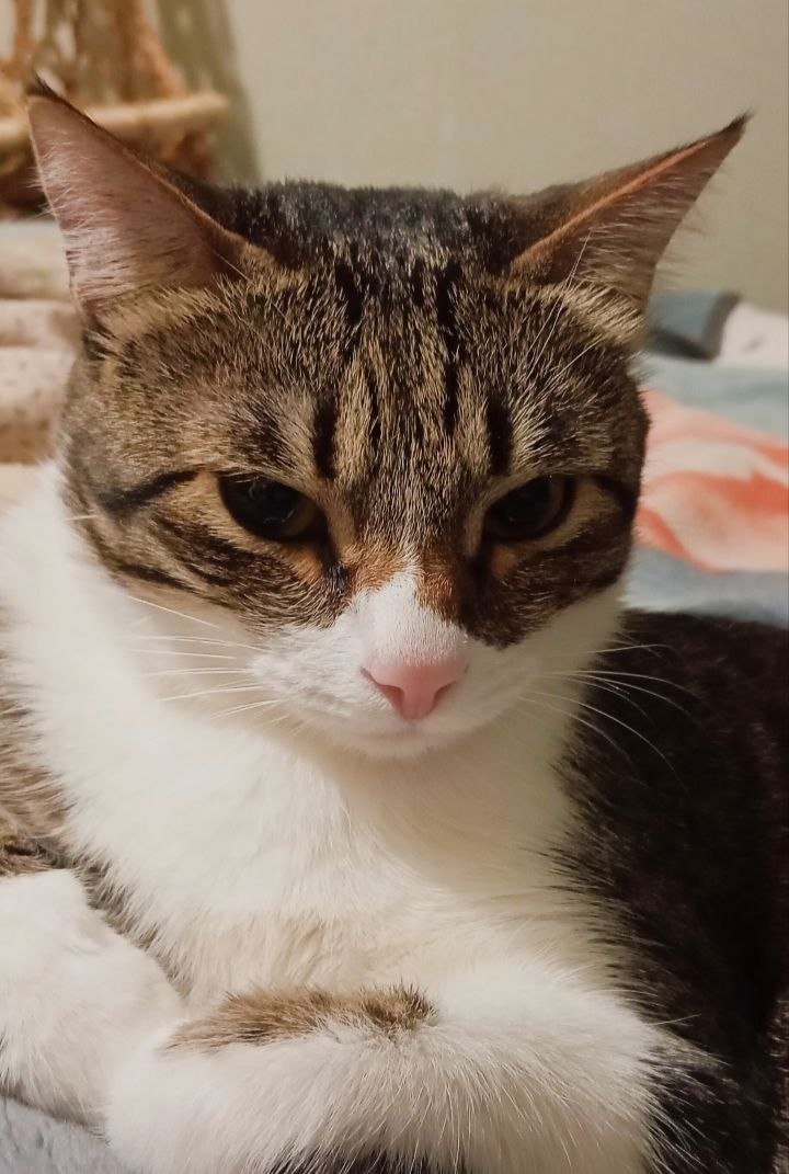 DiabolusRidens's tweet photo. Please help me get my cat back💔 https://t.co/nCBMo0Fbhs