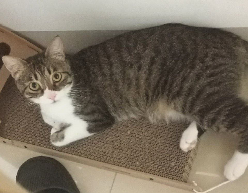 DiabolusRidens's tweet photo. Please help me get my cat back💔 https://t.co/nCBMo0Fbhs