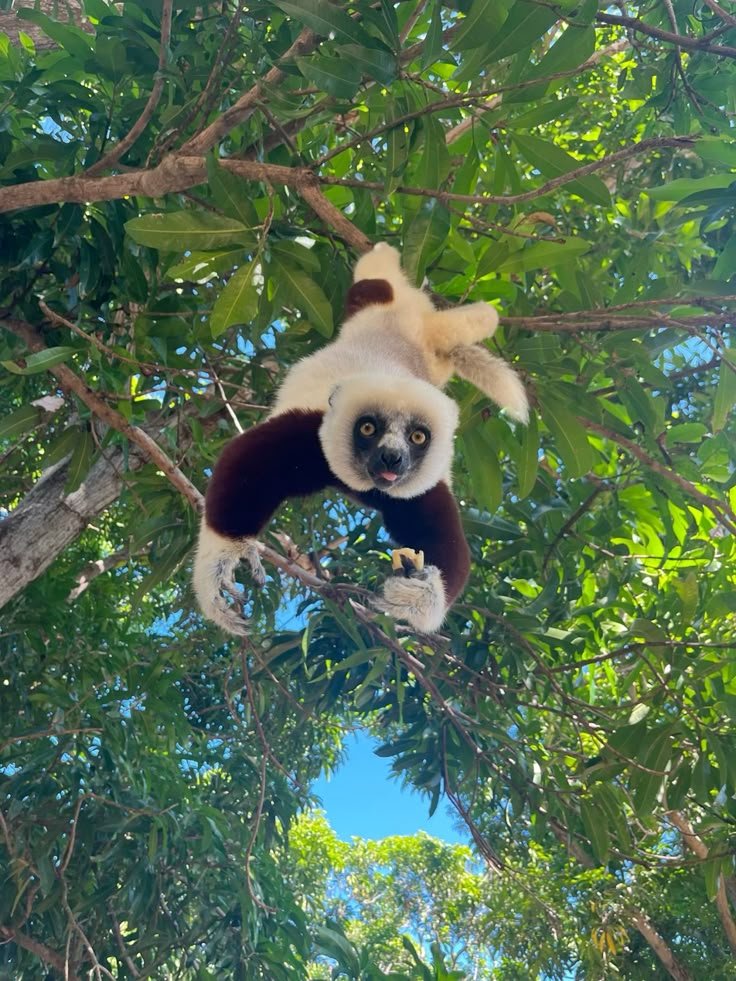 reminiscinbby's tweet photo. Madagascar https://t.co/2ZlBVRQlK7