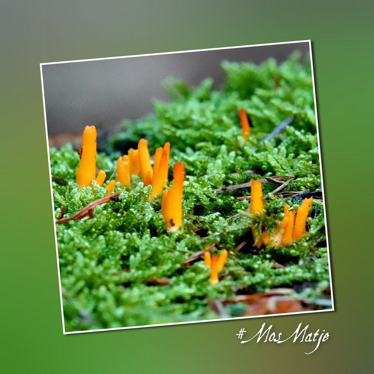 jolandabrwr's tweet photo. Goedenavond
Wat kun je toch op veel plekken een #MosMatje vinden
En er zijn zo veel verschillende soorten!
Een groot compliment voor alles wat jullie vandaag hebben laten zien bij #Fot_O_ktober
Morgen gaan we weer op zoek naar typische herfstdingen
Een goede nacht en tot morgen😘 https://t.co/AgDYoiBgvn