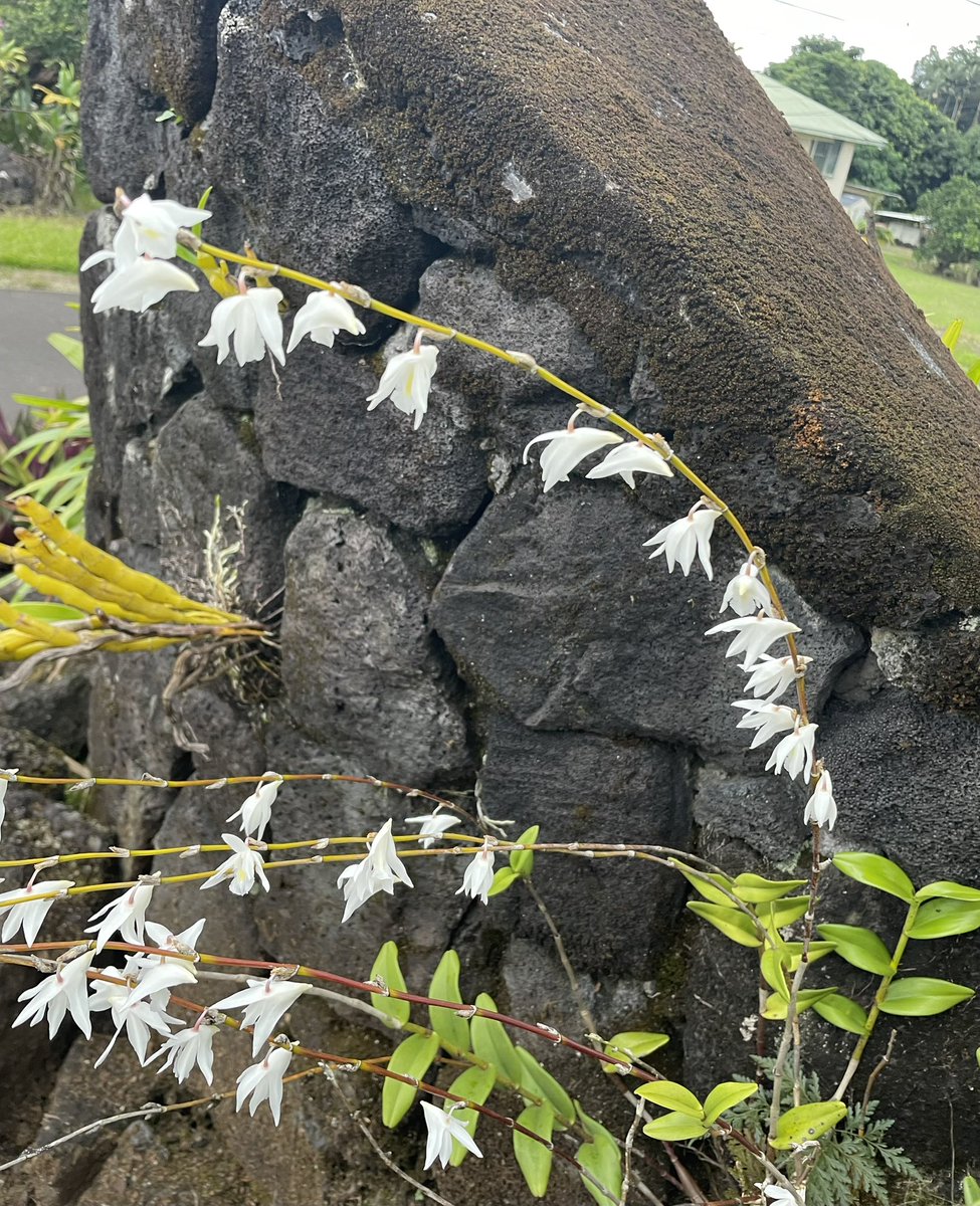 SylvieDahl's tweet photo. #FlowerReport thunderstorm orchids predict rainy days ahead  #Hilo #Hawaii
#orchids #OrchidIsland https://t.co/gEmBJZ2gaN