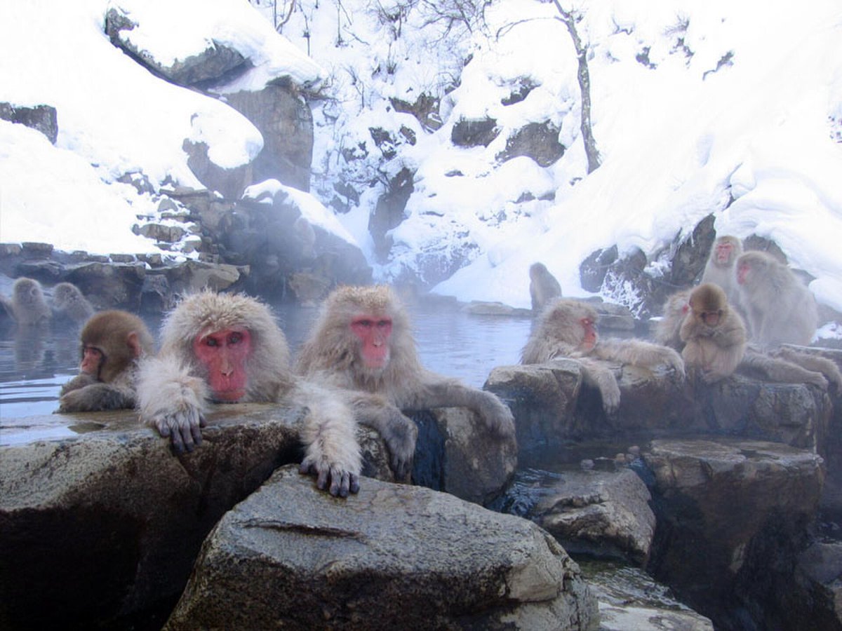booyawskadoosh's tweet photo. i’m fond of monkeys too https://t.co/eoDcsbsCKT