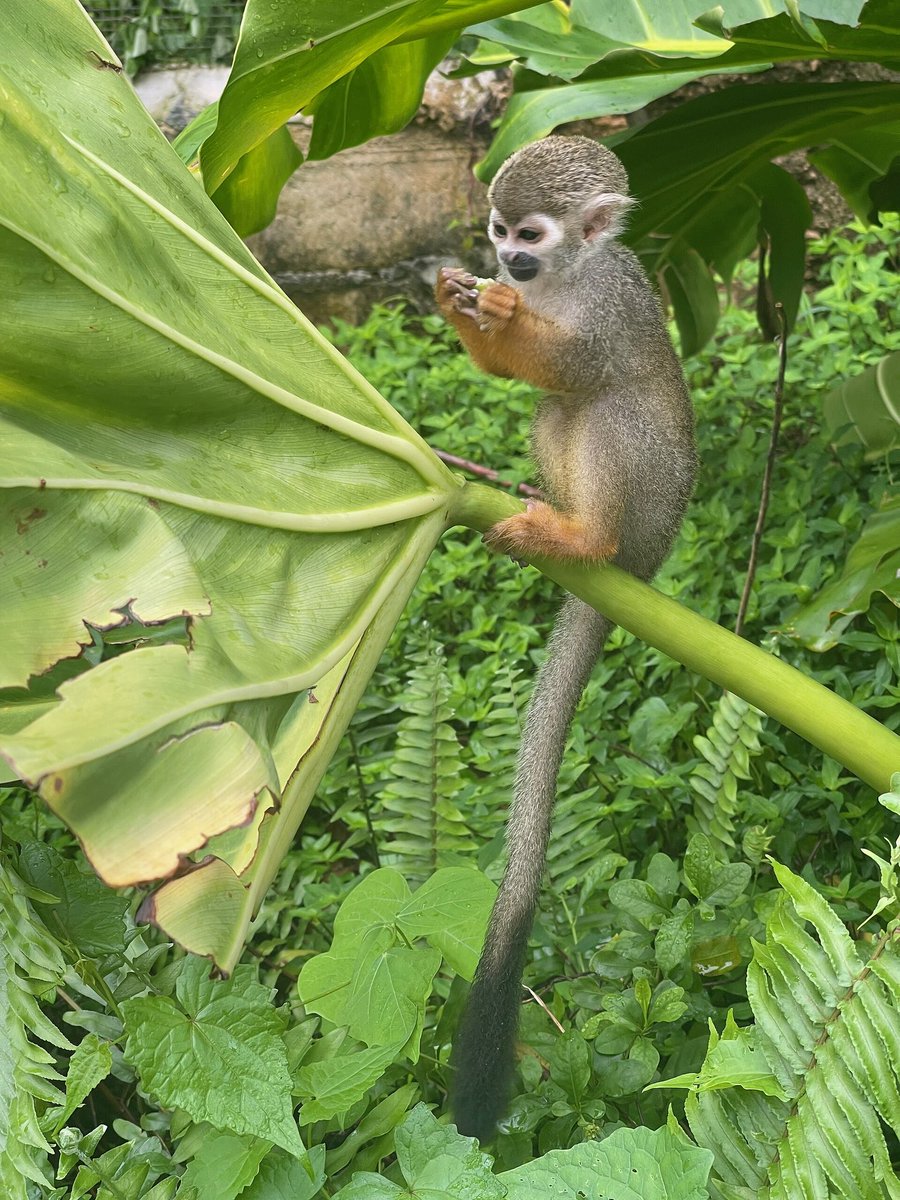 booyawskadoosh's tweet photo. i’m fond of monkeys too https://t.co/eoDcsbsCKT