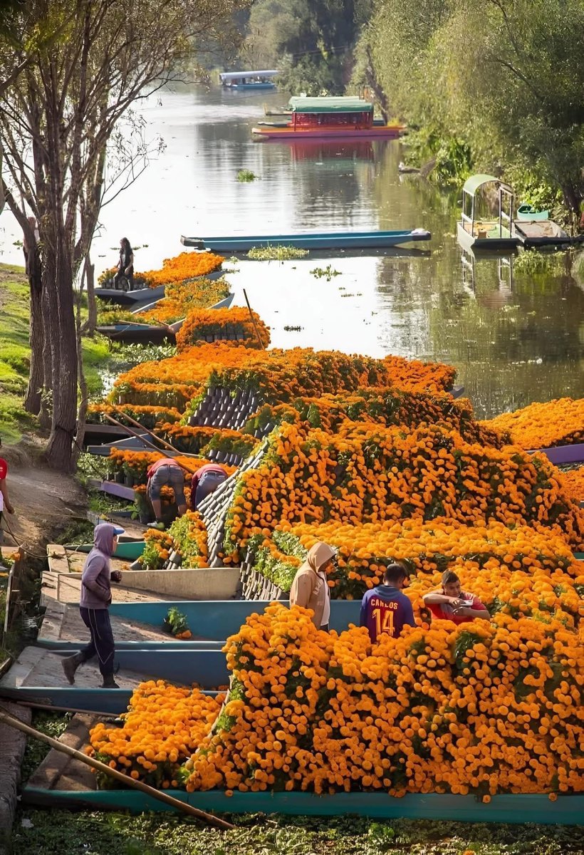 Indie5051's tweet photo. Embarcadero en Xochimilco, CDMX 🧡

📸 Dosse Pérez https://t.co/vj8y5nDyvd