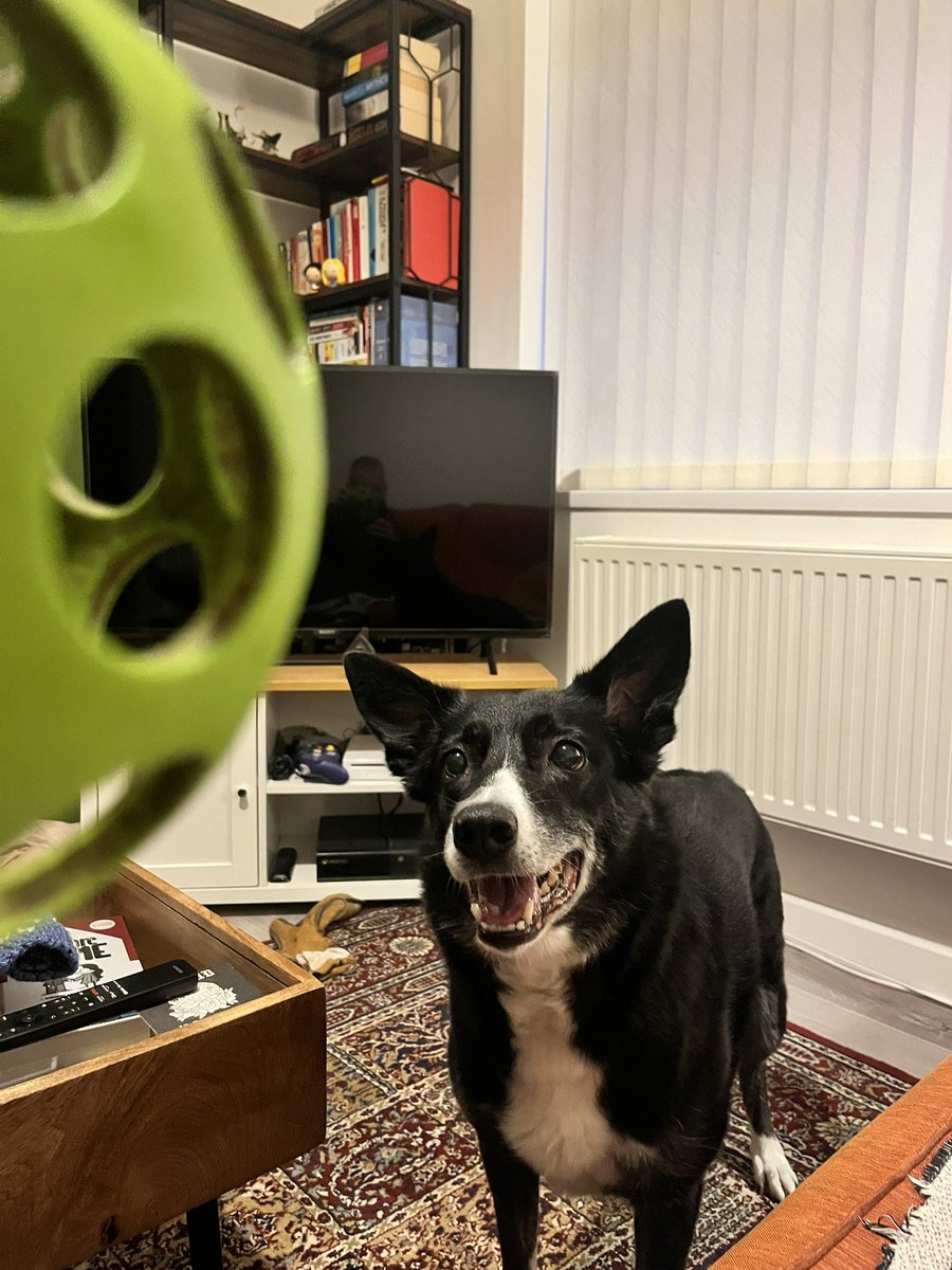 BonnieWilbs's tweet photo. The old hooooman has popped around for frowit…. Mum says it’s to see her but we all know the truth 🥎🥎🥎🥎🐾🐾❤️ https://t.co/TrczbJhDRS
