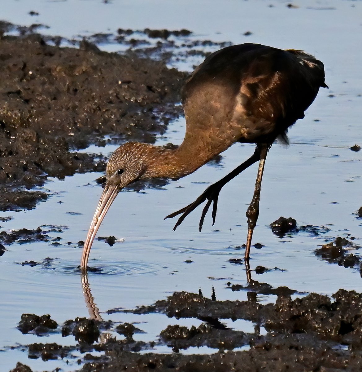 CarlBovisNature's tweet photo. Glossy Ibis in the mud! 😍
 Taken recently at RSPB Ham Wall in Somerset. 😊🐦 https://t.co/iTXbf23u9T