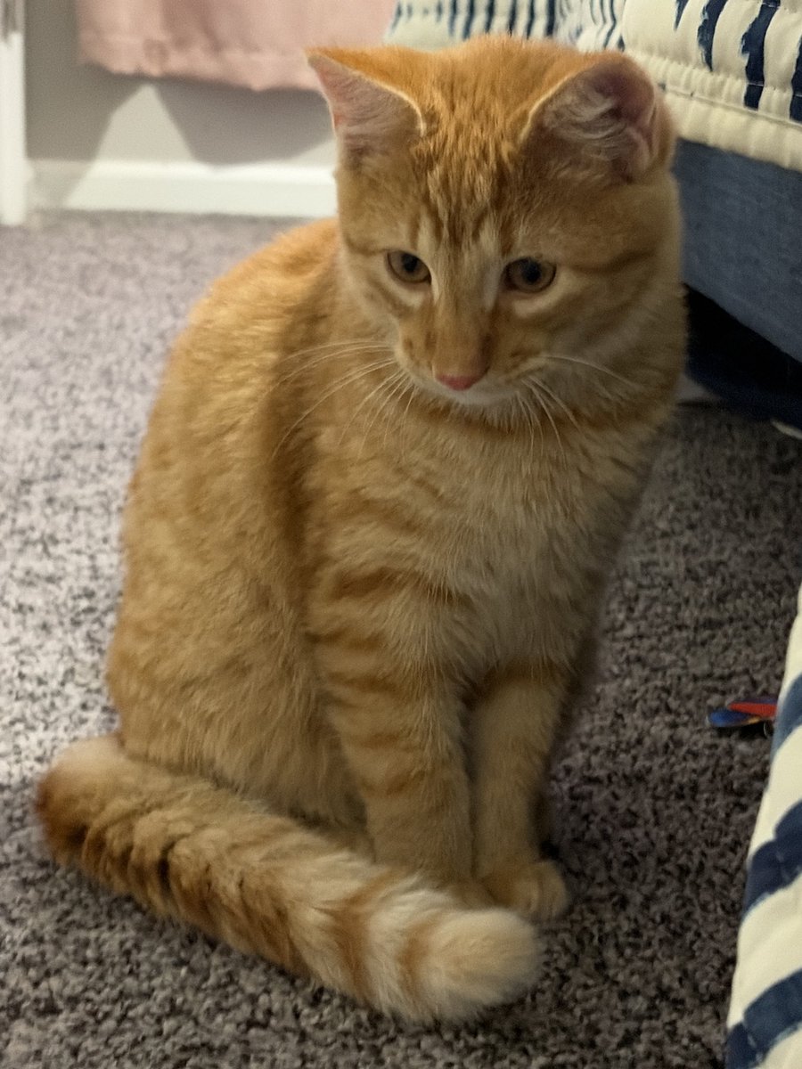 MsSinKC's tweet photo. Long story short, my friend’s husband passed away and friend couldn’t take care of the 4 kittens at their vacation home, so………meet Archie! https://t.co/nHORsVgGKR