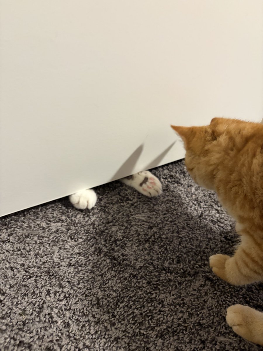 MsSinKC's tweet photo. Long story short, my friend’s husband passed away and friend couldn’t take care of the 4 kittens at their vacation home, so………meet Archie! https://t.co/nHORsVgGKR