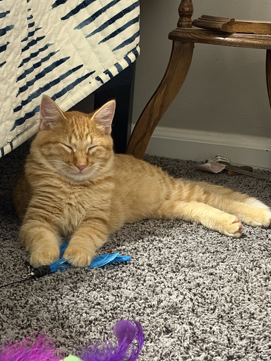 MsSinKC's tweet photo. Long story short, my friend’s husband passed away and friend couldn’t take care of the 4 kittens at their vacation home, so………meet Archie! https://t.co/nHORsVgGKR