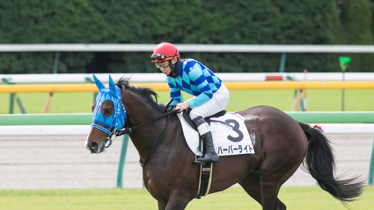 riceshower05's tweet photo. 2026.10.25 東京4R障害未勝利
ハーバーライト(高橋義忠厩舎/難波剛健騎手) https://t.co/fp2yZ05kf4
