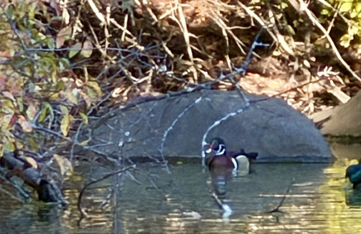 rgfeal's tweet photo. Distant view of the Wood Duck at the Pool. #birdcpp https://t.co/GyZTHfurJv