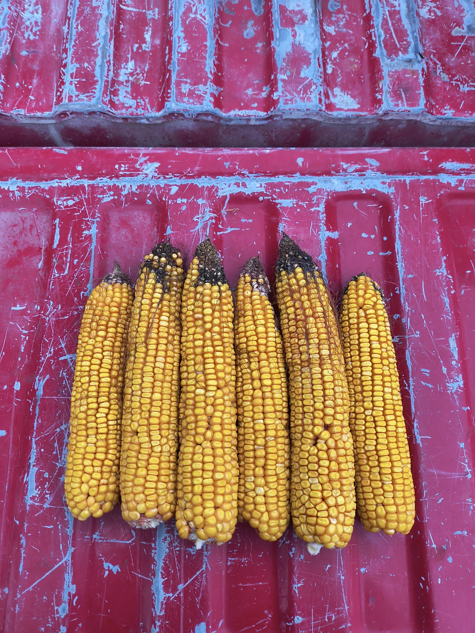 GrainTrader79 on X: 