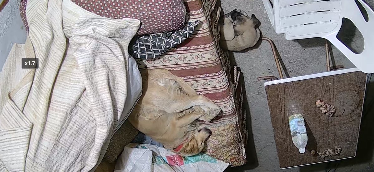 bendogurdum tweet picture