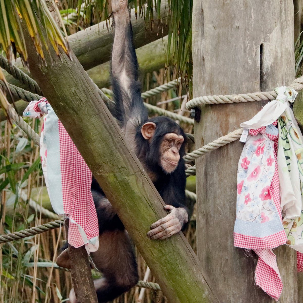 Edinburgh_Zoo's tweet photo. Masindi is celebrating today with presents filled with delicious treats 🥜 https://t.co/kdec1tMEdI