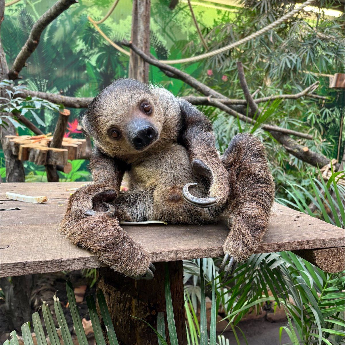 Edinburgh_Zoo's tweet photo. Nico, our male Linne's two-toed sloth, has taken to eating his snacks sitting down... which makes for some interesting photos 🍉🥕

📷 Keeper Charlie https://t.co/GSvVFWHLTc