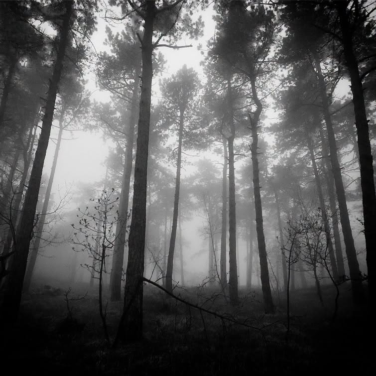 MajaSenda's tweet photo. The Forest is my Home https://t.co/4FJdz13HDu