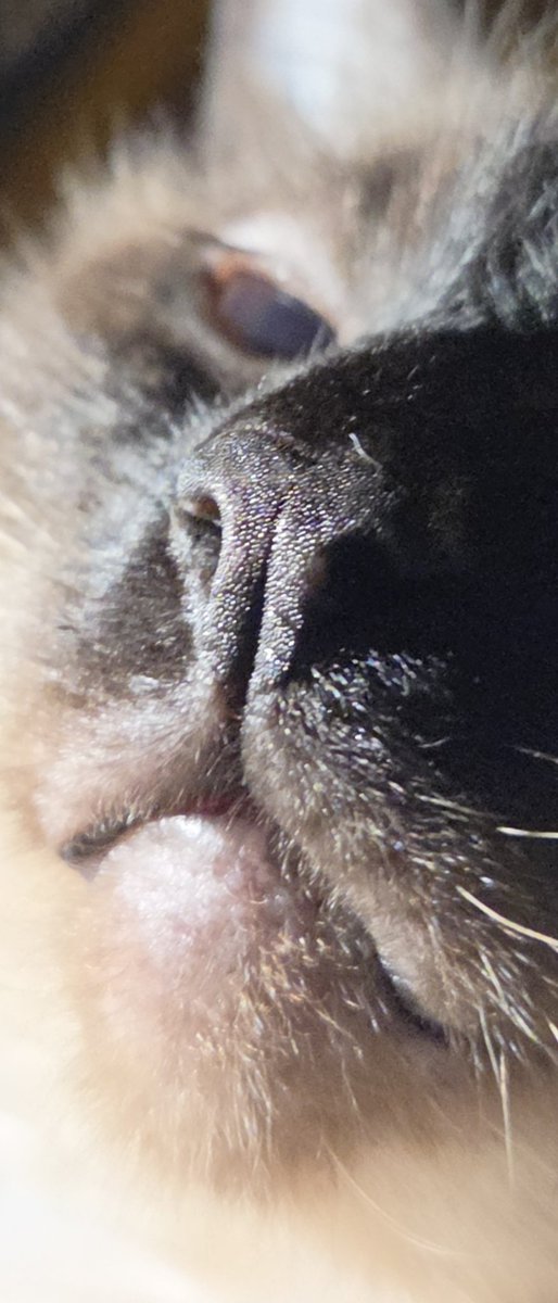 QuestionSleep's tweet photo. Nosy https://t.co/9JDpDqsrg6