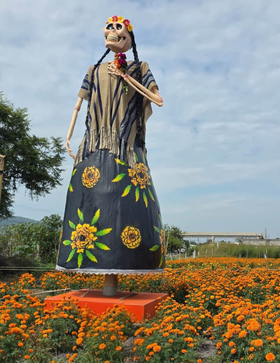 linea_caliente_'s tweet photo. #Local | Amayuca se viste de color y tradición con el arranque de sus festejos de Día de Muertos con el festival Cempatzongo
​
Las calles de la comunidad de Amayuca se transformaron en un escenario festivo con la apertura del Festival Cempatzongo 2026, un evento cultural que rinde homenaje a la memoria de los difuntos y resalta la identidad local en la zona oriente del estado.
​
Desde este fin de semana y hasta el 2 de noviembre, la localidad abre sus puertas a familias y turistas con una variada agenda que incluye la exposición de imponentes catrinas, altares tradicionales, calaveras y esculturas temáticas, creando un entorno ideal para el esparcimiento y la reflexión comunitaria.
​
Un pilar fundamental de esta celebración es el reconocimiento al trabajo de los productores locales, ya que Amayuca destaca por el cultivo de cempasúchil y terciopelo, elementos indispensable para el decorado de los altares. 

El festival enfatiza cómo esta actividad agrícola no solo sostiene la economía de la zona, sino que constituye el corazón de las tradiciones mexicanas de la época.
​
Dentro del programa destaca una ritualidad nocturna que es la entrega de flor fresca para los nuevos altares programada para la noche del 1 de noviembre, una costumbre profundamente arraigada entre los pobladores.
​
Se prevé un importante flujo de visitantes provenientes de distintos municipios de Morelos y de entidades vecinas durante los más de nueve días de actividades, consolidadas como un referente cultural de la región.