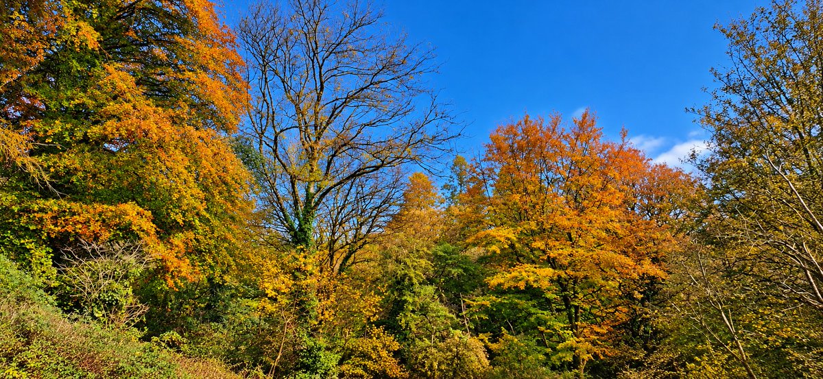 patrickkenealy's tweet photo. Autumn Colours starting to show today while cycling around West Waterford. @AimsirTG4 @ancienteastIRL @barrabest @deric_tv @DiscoverIreland @discoverirl @Failte_Ireland @welovewaterford @VisitWaterford @WaterfordPocket @WaterfordGrnWay @GoToIreland @GoToIrelandUS @DungarvanTIO https://t.co/GhgYtEXa8s