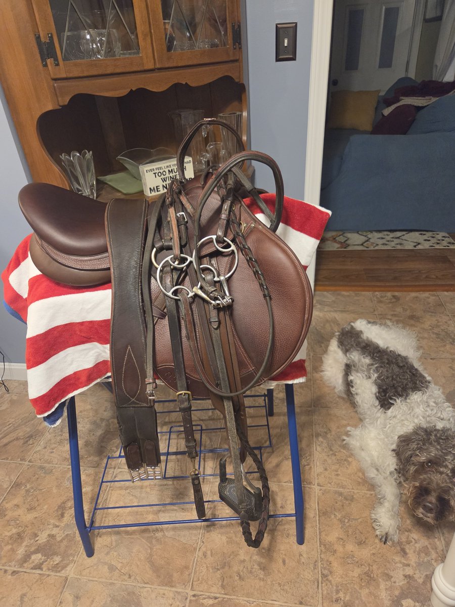 HorseGirl's tweet photo. Brought my new rig home to clean it, figured it's time, since I bought my new saddle in August. She's weathering quite nicely I must say!! Best purchase evah, well second best.  

I had the crystal brow band custom made for my Wonder Woman aka Samoa back in 2020 after we literally chased down a loose thoroughbred for 4 miles through a state park, and saved his life. 

The last pic, was when we galloped off, to take care of business, that's what heroes do.