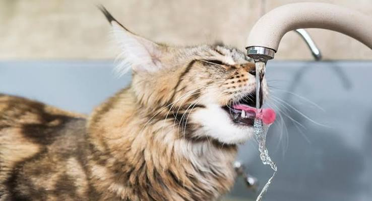 patrickzero133's tweet photo. @zundamotisuki mmmm no se , llenar tu copa o vaso del grifo simplemente significa que esa agua es apta para el consumo, lo asqueroso seria poner tu boca directamente en el grifo y llenar de babas la llave¿no hacéis eso verdad? https://t.co/7dKzahQ8yZ