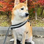 Photo by きむよしと柴犬はる (@yoshi1830)