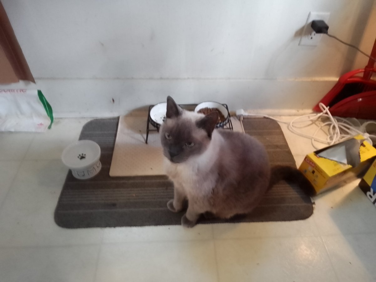 LebrockTony's tweet photo. 🐾😻Sitting,Miss Angel¡¡🐾😎😺👑
#catsofx #catsandpeople #catsday
#kittielife #catfeeding #catsonly
#catonx #catswin #cats2026 #cat https://t.co/X64RX6Eluf